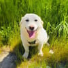 Didko ein toller Familienhund
