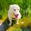 Didko ein toller Familienhund