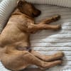 Unser Goldschatz Louki wartet auf sein