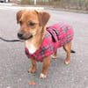 Pixie, kleine Biene
