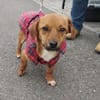 Pixie, kleine Biene