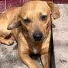 Dackel Mix, Rüde, 3 Jahre