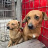 Dackel Mix, Rüde, 3 Jahre