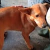 Dackel Mix, Rüde, 3 Jahre