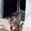 Liebevoller Kater Cádiz