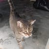 Liebevoller Kater Cádiz