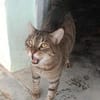 Liebevoller Kater Cádiz