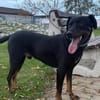 Toller Labbymix Leon