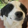 Amelia, suche liebevolle Hände