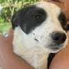 Amelia, suche liebevolle Hände