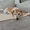 VICO - sucht Terrier erfahrenes Zuhause