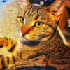 Zuhause gesucht für Jessi