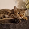 Zuhause gesucht für Jessi