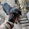 Liebe Drahthaar Mix Hündin