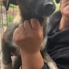 Alleen zartes Hundemädchen sucht Zuhause