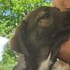 Alleen zartes Hundemädchen sucht Zuhause