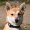 Valerie - menschenbezogen & verschmust
