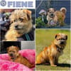 FIENE -rundum tolles Hundekind-