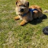FIENE -rundum tolles Hundekind-