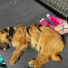 FIENE -rundum tolles Hundekind-