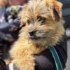 FIENE -rundum tolles Hundekind-