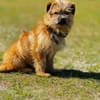 FIENE -rundum tolles Hundekind-