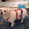 Susy kleine Mixhündin 4-6 Jahre 97318