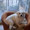 Susy kleine Mixhündin 4-6 Jahre 97318