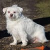 Susy kleine Mixhündin 4-6 Jahre 97318