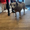 FIONA
