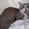 Ciboulette
