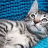 Potijaguar
