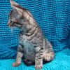 Potijaguar