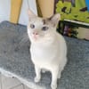 Lily Rose, la belle minette