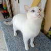 Lily Rose, la belle minette