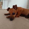 Roxy la mamie coquine