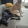 Suzie la belle et douce louloute
