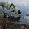 Vador l'adorable petit guerrier tripatte