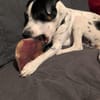 Vador l'adorable petit guerrier tripatte