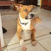 Aloka le beau gosse créole
