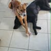 Aloka le beau gosse créole