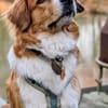 Bailey - aufmerksam und sensibel