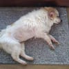 TALVI ist eine ganz süße Maus
