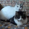 Nieve und Peluda-unzertrennliches Duo