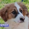 Ramon - verschmust und verspielt