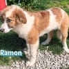 Ramon - verschmust und verspielt