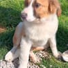 Ramon - verschmust und verspielt