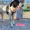 Mata - liebevoll und lernwillig