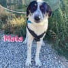 Mata - liebevoll und lernwillig