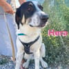 Hera - freundlich und menschenbezogen